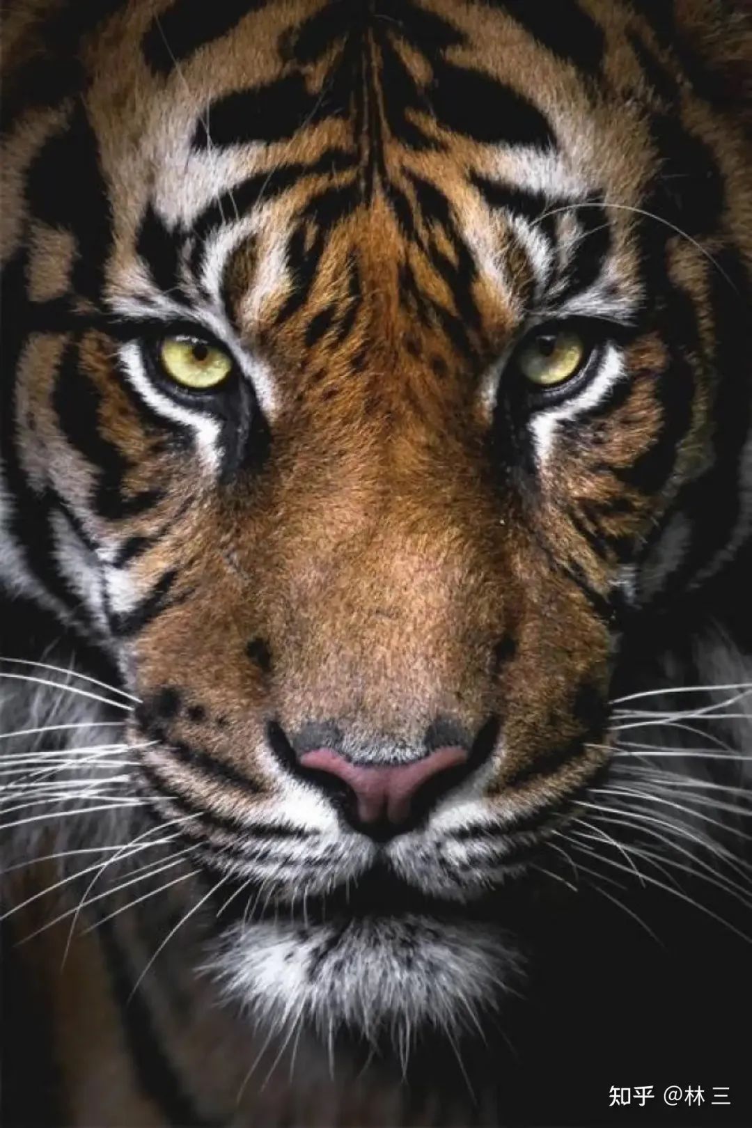 为什么食肉动物眼睛长在前面,食草动物却在两边?