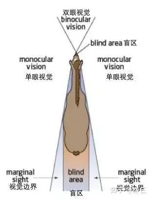 为什么食肉动物眼睛长在前面,食草动物却在两边?