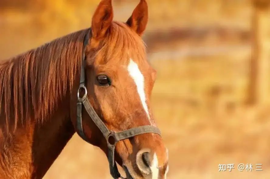 为什么食肉动物眼睛长在前面,食草动物却在两边?
