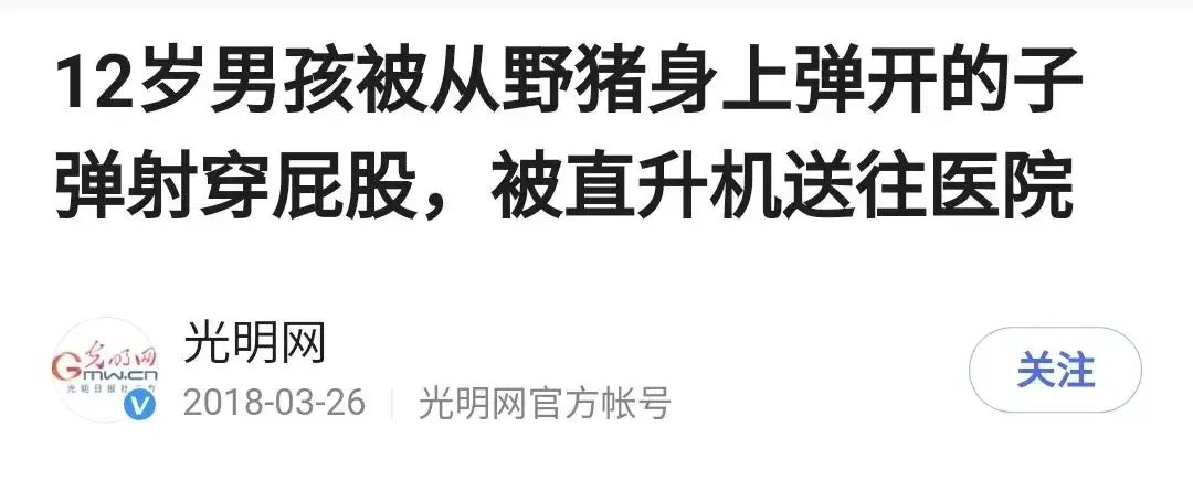 看起来憨厚老实的猪,为什么没在进化中灭绝?