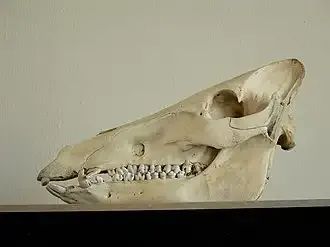 看起来憨厚老实的猪,为什么没在进化中灭绝?