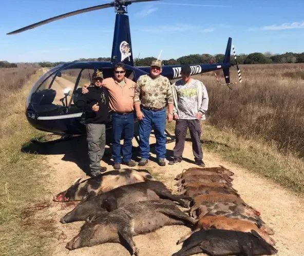 看起来憨厚老实的猪,为什么没在进化中灭绝?