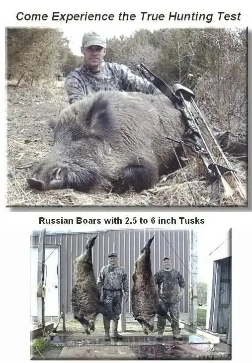 看起来憨厚老实的猪,为什么没在进化中灭绝?