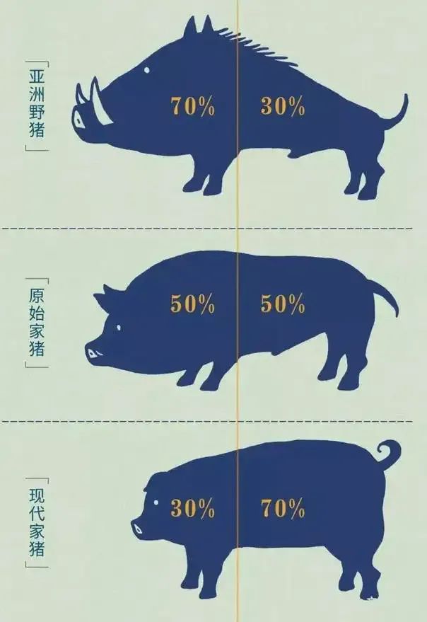 看起来憨厚老实的猪,为什么没在进化中灭绝?