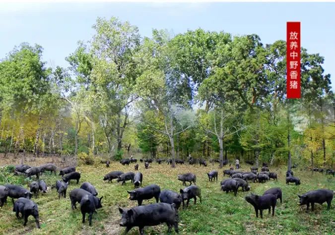 看起来憨厚老实的猪,为什么没在进化中灭绝?