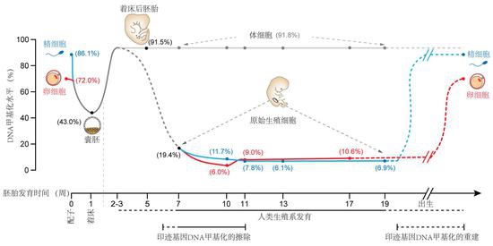 守护生命起源的健康:如何破解人类生育力下降难题