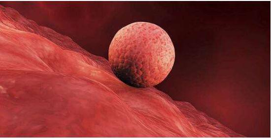 守护生命起源的健康:如何破解人类生育力下降难题